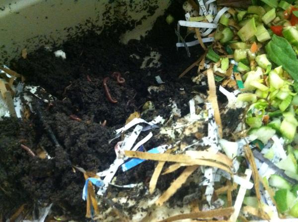 Worms working away to make vermicompost.